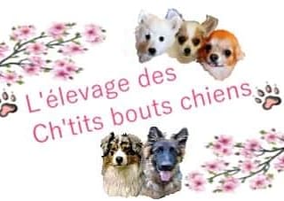 Des Ch'tits Bouts Chiens