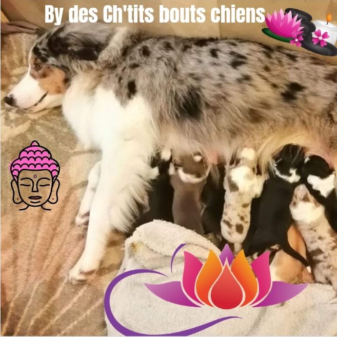 Des Ch'tits Bouts Chiens - Berger Australien - Portée née le 07/10/2021