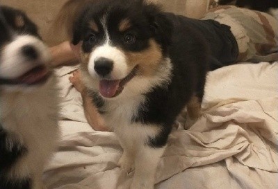 CHIOT