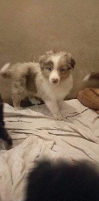 CHIOT